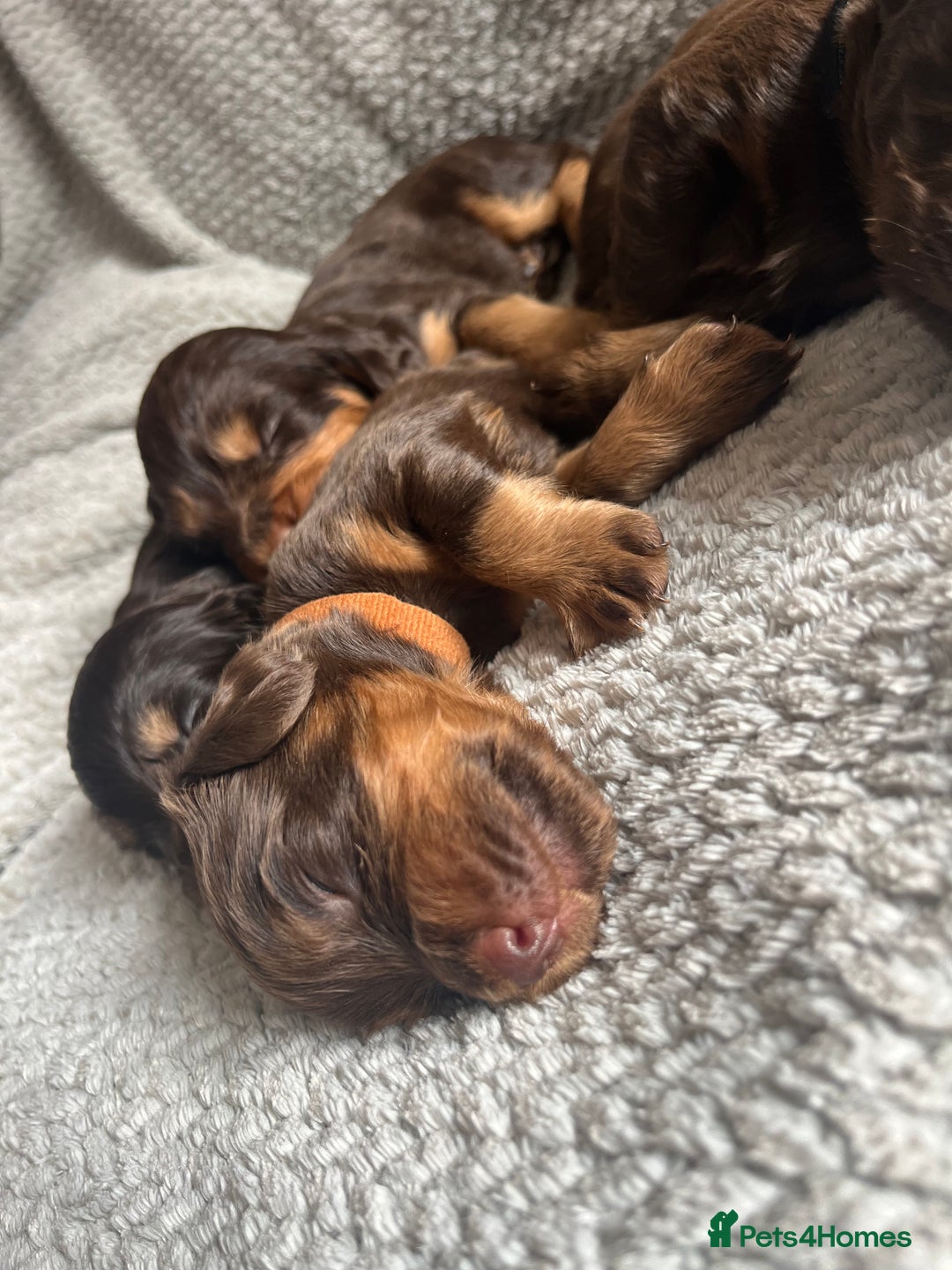 Cocker Spaniel dogs for sale: Extensively Health tested/KC REG Cocker Puppies - Image 8