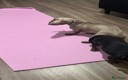 Miniature Dachshund dogs for stud: Isabella Tan Mini Dachshund  - Image 4