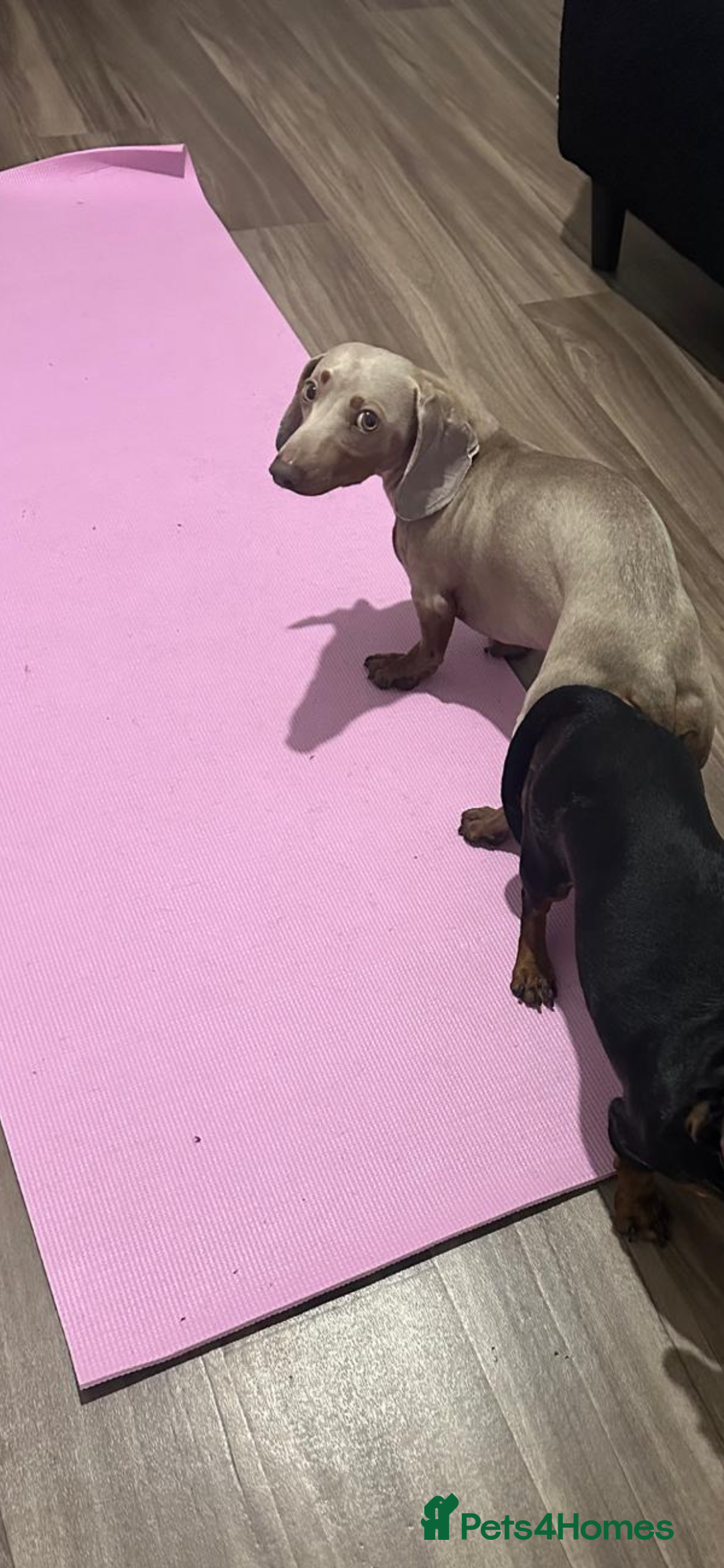 Miniature Dachshund dogs for stud: Isabella Tan Mini Dachshund  - Image 4