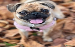 Mixed Breed dogs for sale: Jug for sale - Image 13