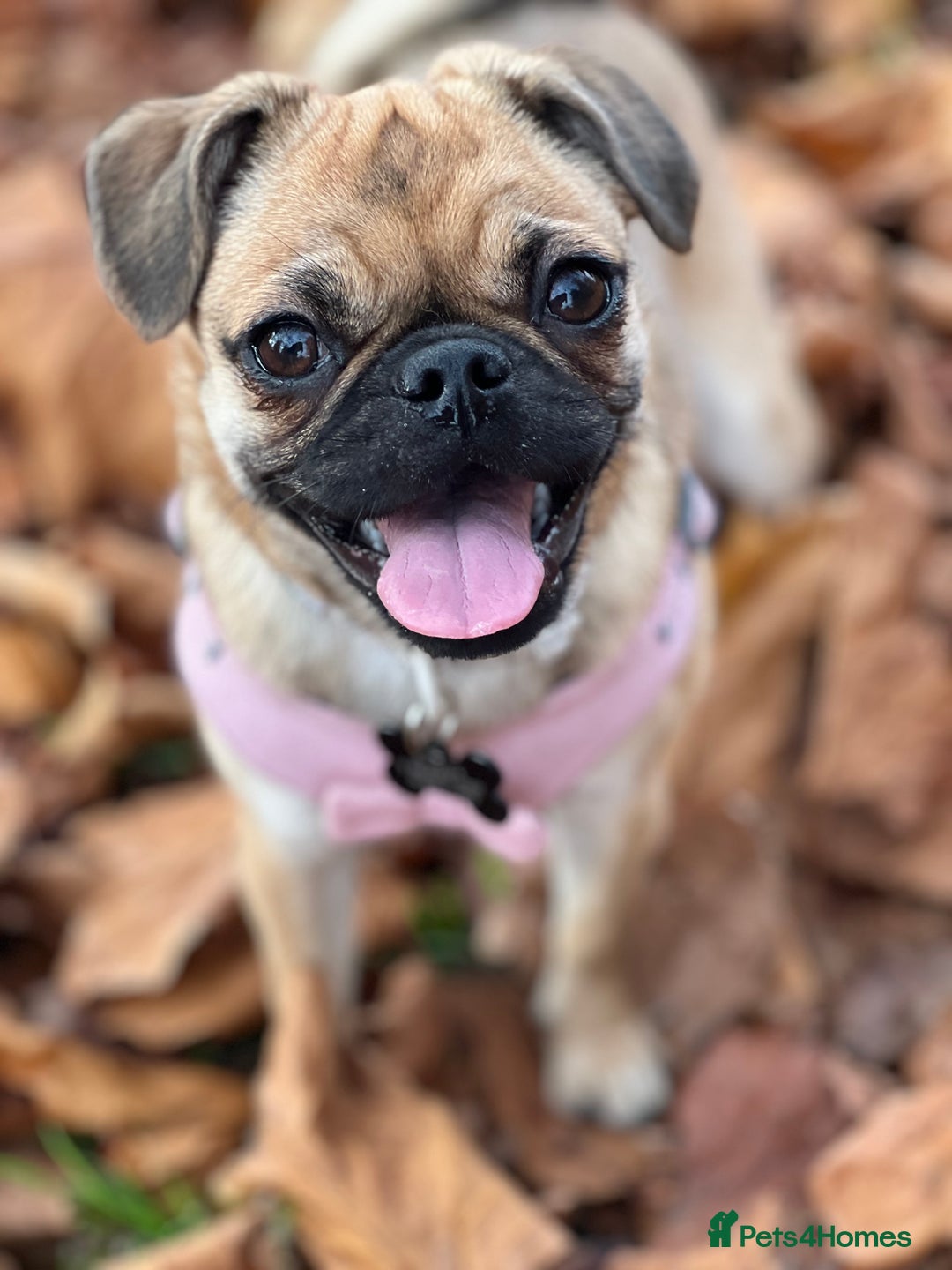 Mixed Breed dogs for sale: Jug for sale - Image 13