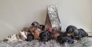Miniature Dachshund dogs - Advert 14