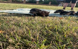 Mixed Breed dogs for sale: Foxypoo puppies for sale  - Image 18