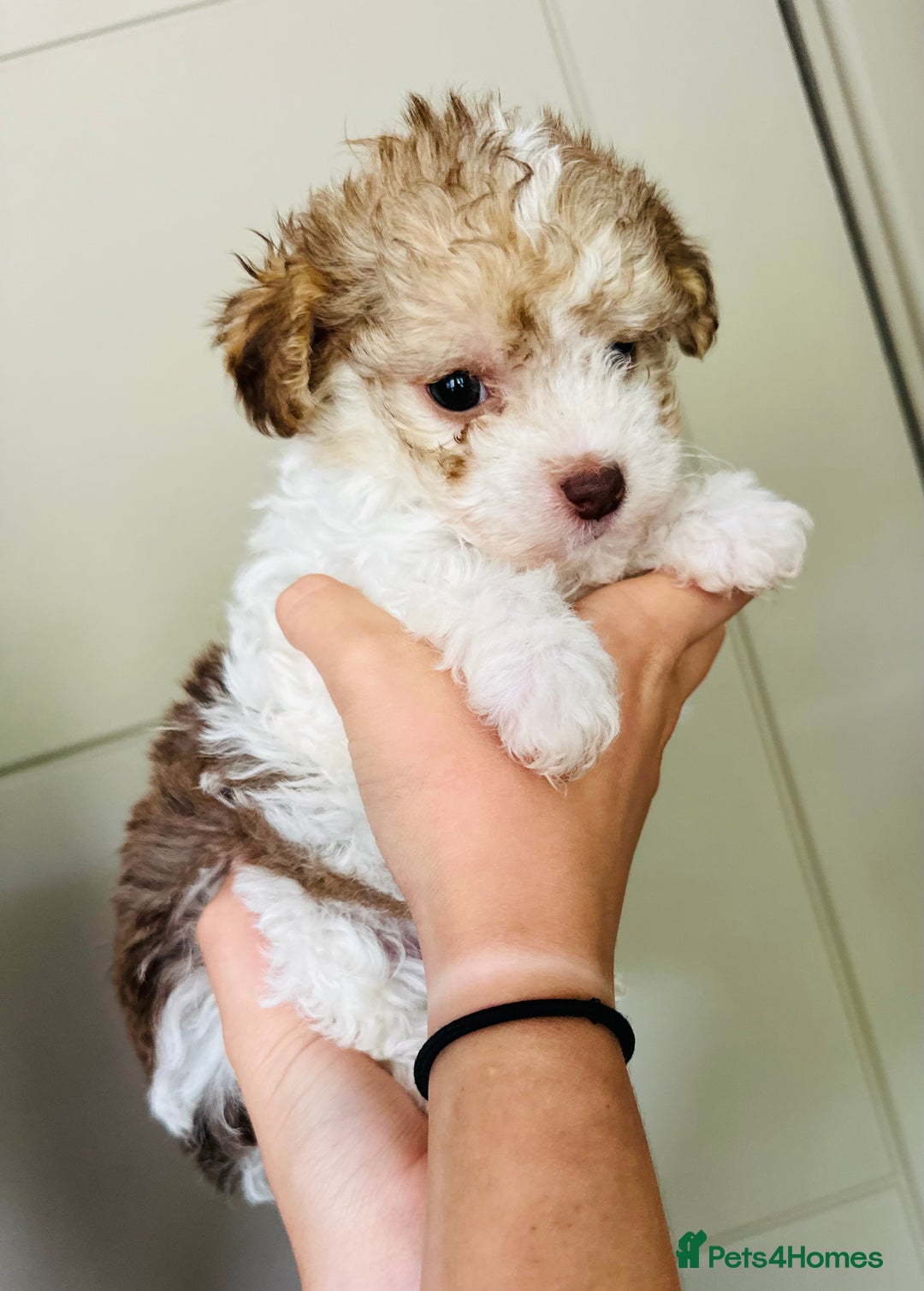 Mixed Breed dogs for sale: Litter of 5 beautiful puppies - Image 5