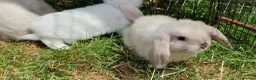 Mini Lop rabbits for sale: Friendly baby mini lops  Vaccinated RHD2 - Advert 11