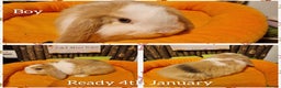 Mini Lop rabbits for sale: Mini lop kits ready now  - Advert 2