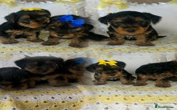 Yorkshire Terrier dogs for sale: Beautiful Yorkshire terrier puppy’s  - Image 1