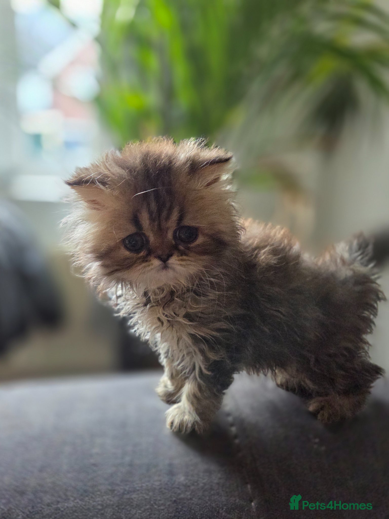 Persian cats for sale: Two Beautiful Persian male kittens  - Advert 10