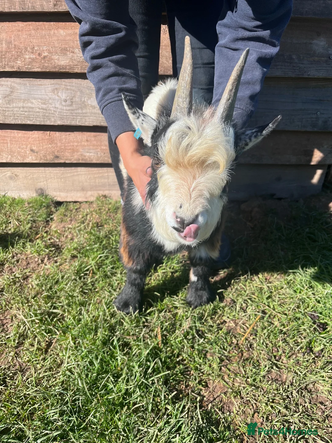 Goats livestock for sale: Entire Pygmy Billy Ready For Work - Advert 4