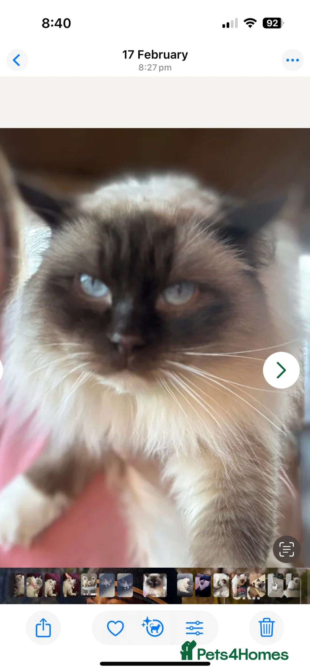 Ragdoll cats for sale: Sweet and cuddly  - Advert 15