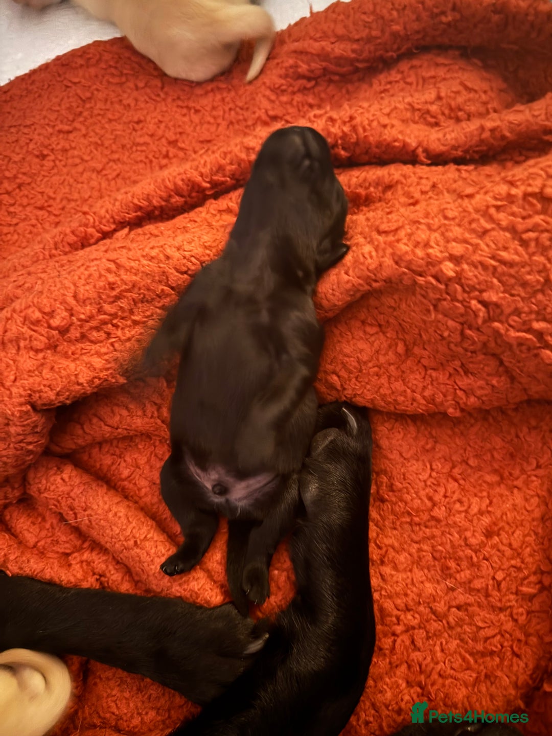 Labrador Retriever dogs for sale: 6 Sweet Labrador Puppies  - Advert 8