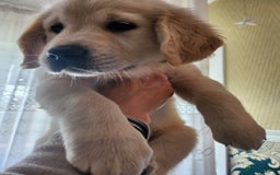 Golden Retriever dogs for sale: Golden Retriever puppies - Last Girls - Image 15