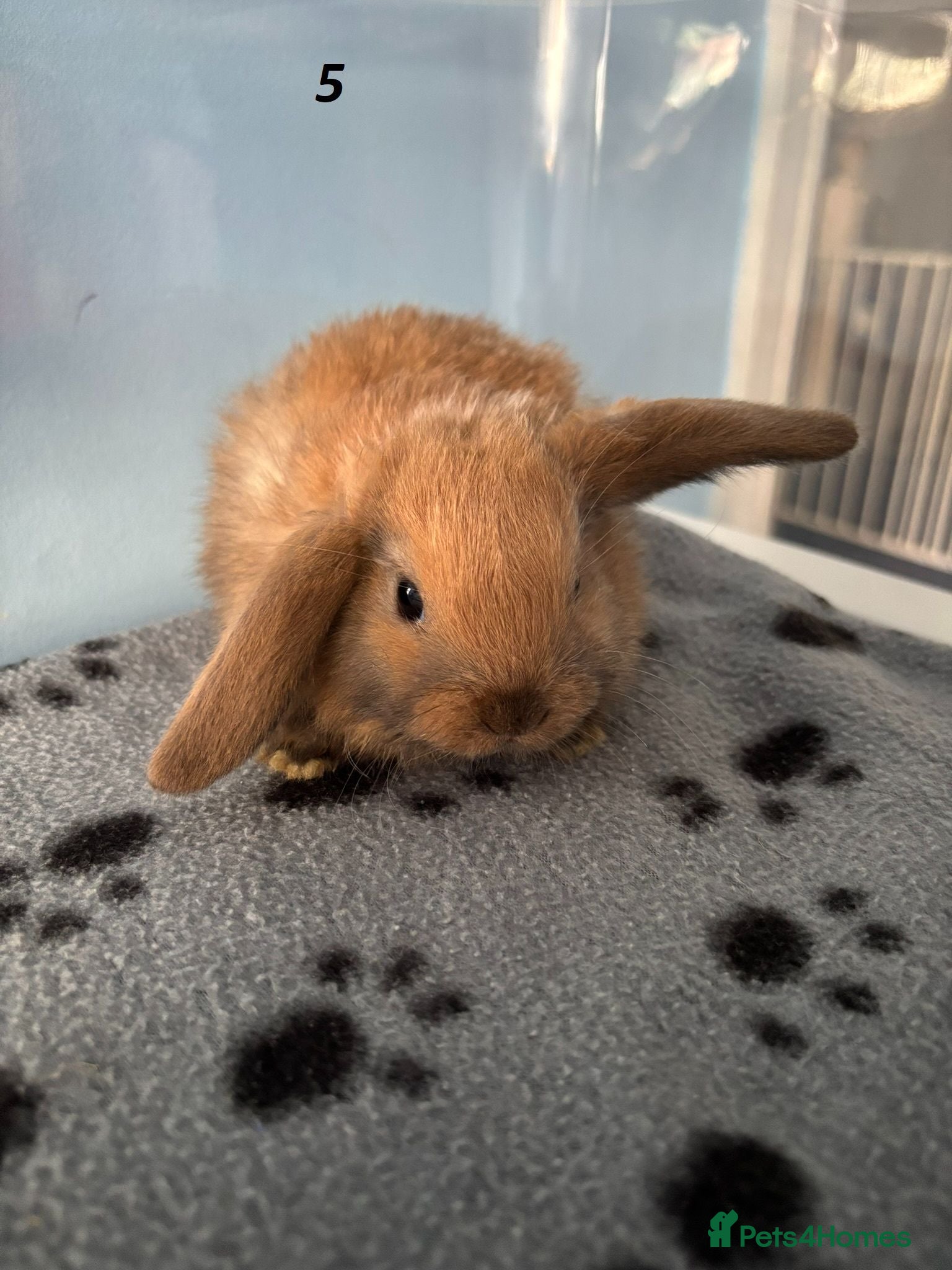 Mini Lop rabbits 🐰 Beautiful Mini Lop Baby Bunnies– Ready to go 🐰 - Advert 2