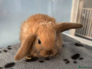 Mini Lop rabbits 🐰 Beautiful Mini Lop Baby Bunnies– Ready to go 🐰 - Advert 2