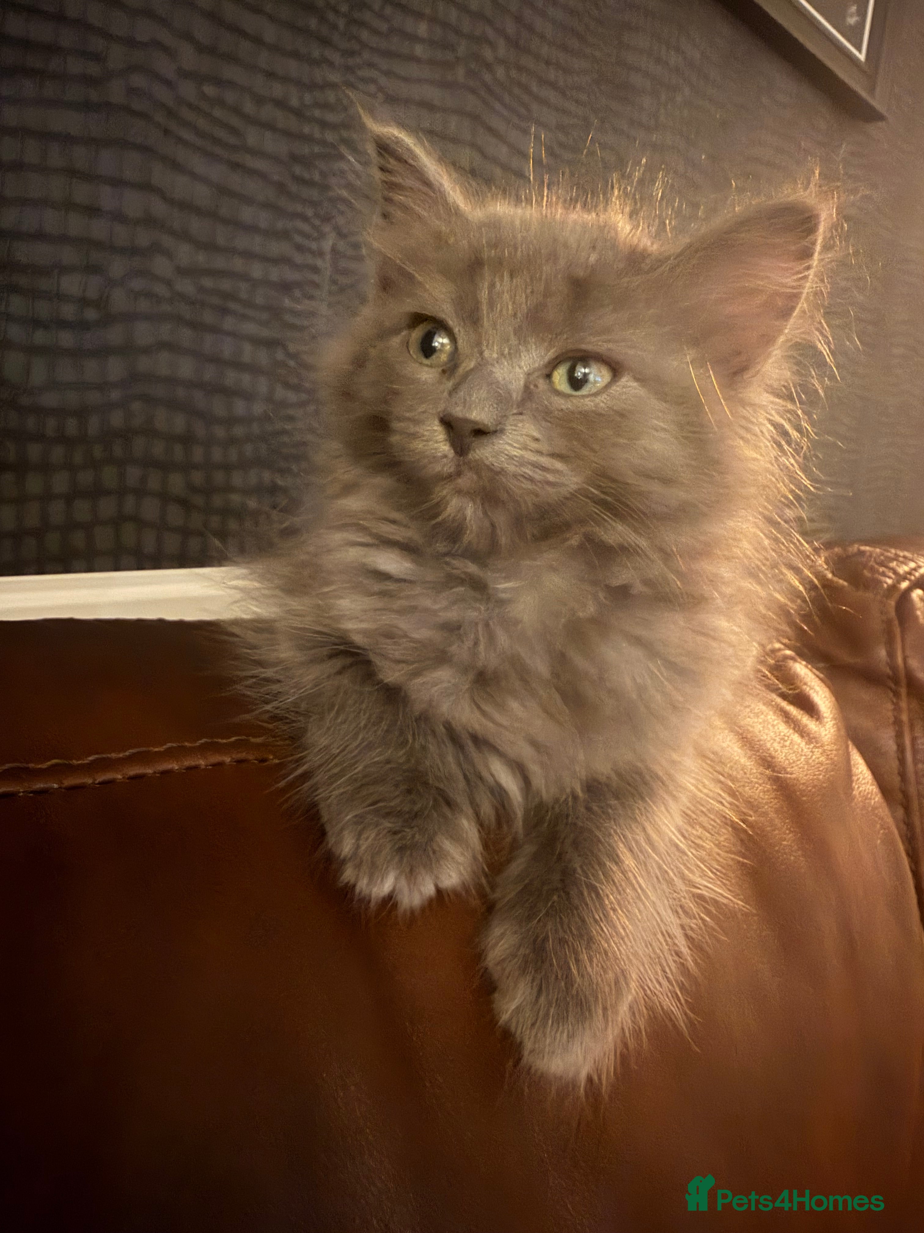 Mixed Breed cats Ragdoll x Kitten - Advert 20