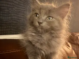 Mixed Breed cats Ragdoll x Kitten - Advert 1