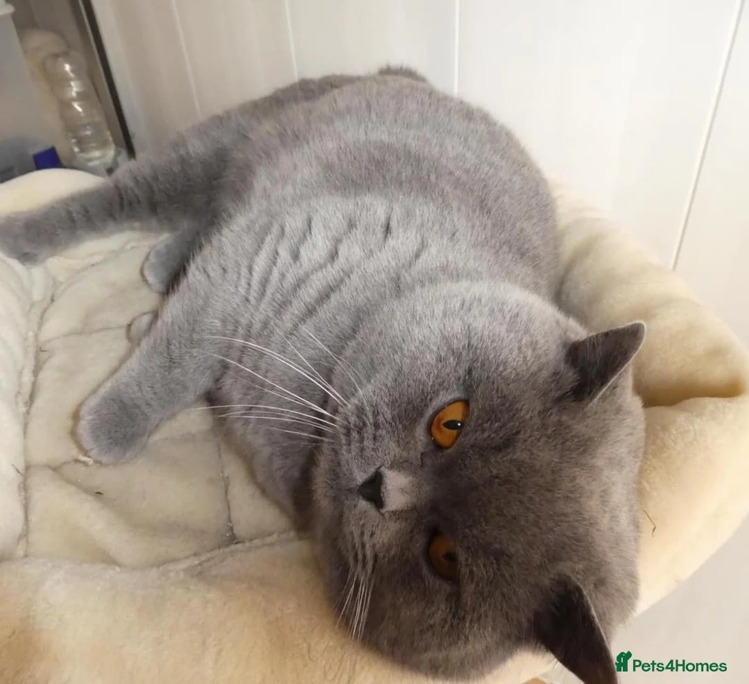 British Shorthair cats for stud: Stunning blue male stud in Swansea - Advert 3