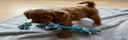Cavapoo dogs for sale: Cavapoo puppies  in Stirling - Advert 3
