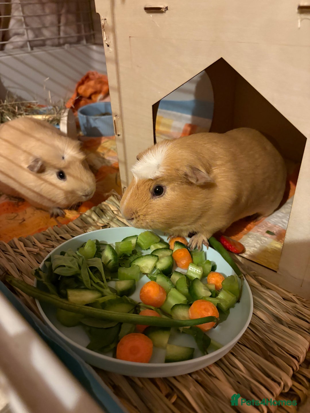 Guinea Pig rodents for sale: X2 male piggies  - Advert 3