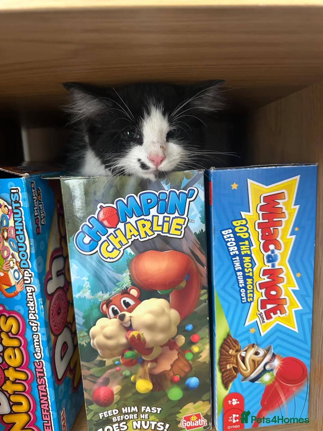 Mixed Breed cats for sale: 12 week old kitten. in Nottingham - Advert 2