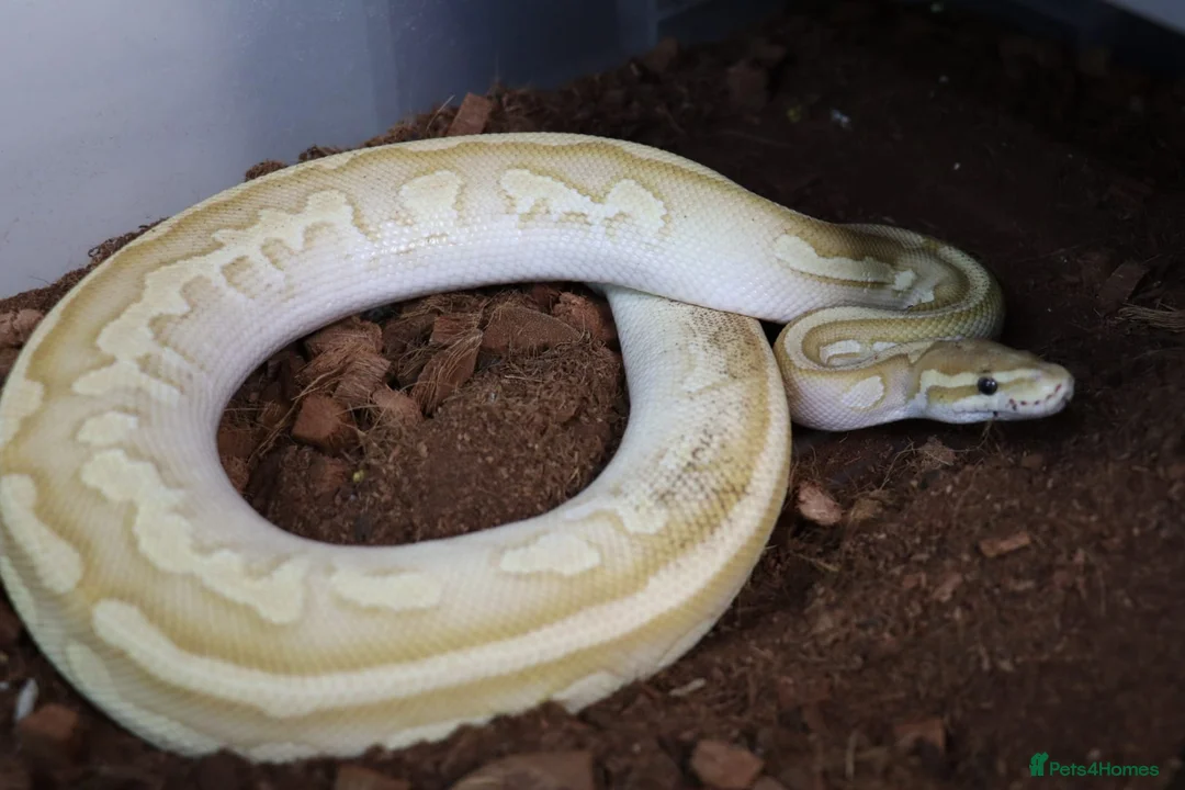 Python Snake reptiles for sale: Royal pythons - Advert 14