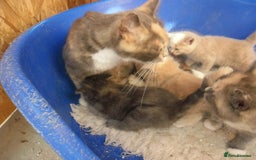 Mixed Breed cats for sale: 5 Beautiful kittens for sale  - Image 4