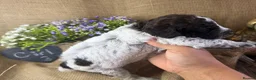 Lagotto Romagnolo dogs for sale: Cuteness overload Lagotto Romangnolo Puppies  - Advert 7