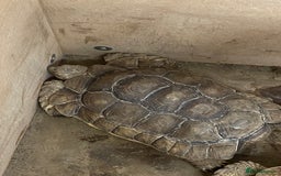 Tortoise reptiles for sale: Female sulcata tortoise  - Image 7