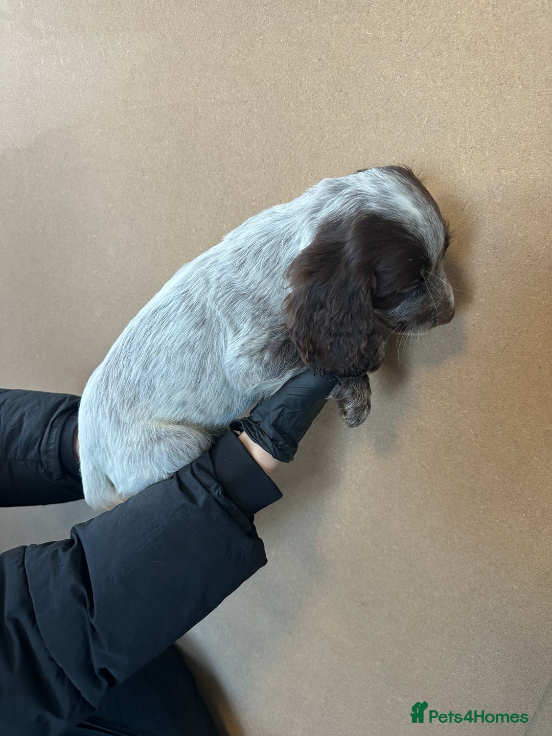 Cocker Spaniel dogs for sale: Cocker spaniel pups - Advert 3