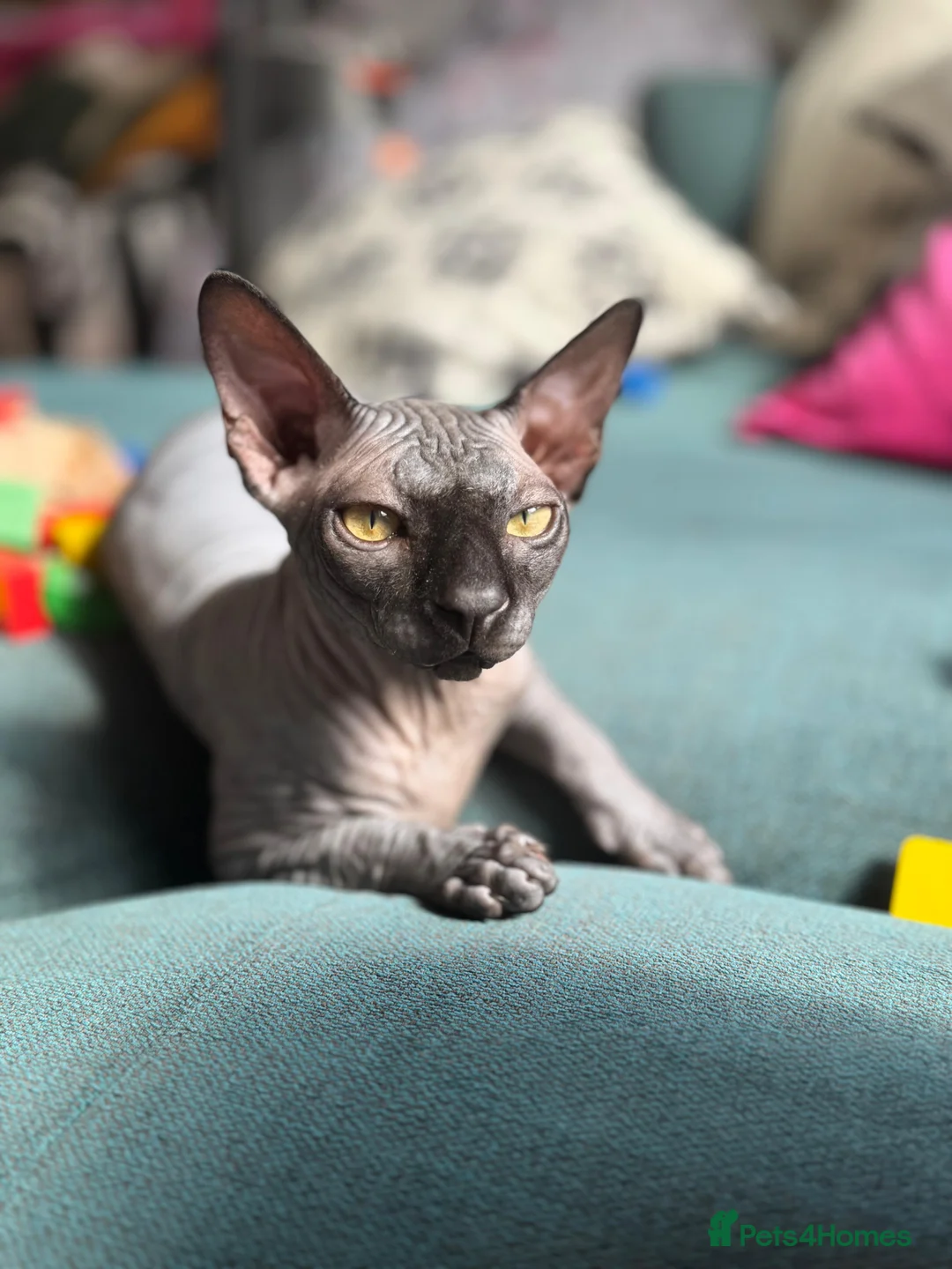 Sphynx cats for sale: Sphynx Kittens - Advert 4