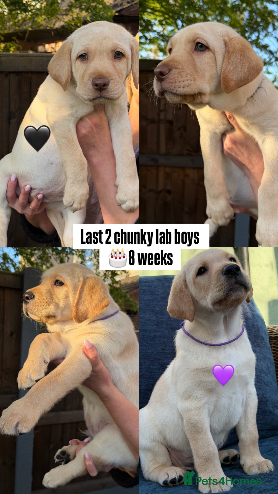 Labrador Retriever dogs LAST 2CHUNKY LAB BOYS / READY NOW! Home-Raised - Advert 2