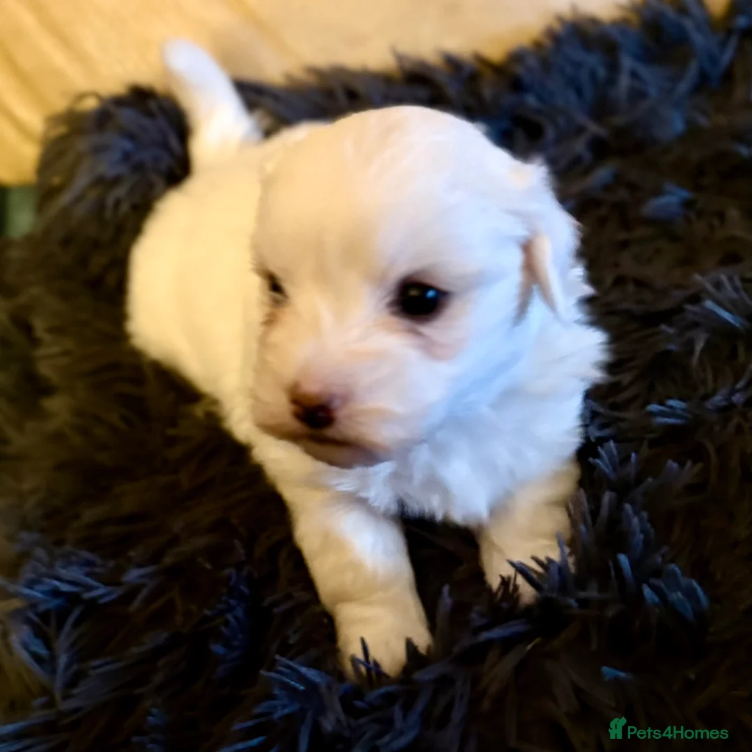 Coton De Tulear dogs for sale: K.C reg Coton de Tulear Puppies inc World Champion - Advert 5