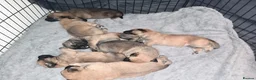 Belgian Shepherd Dog dogs for sale: Belgian Malinois Puppies Working Line Viewings - Advert 2