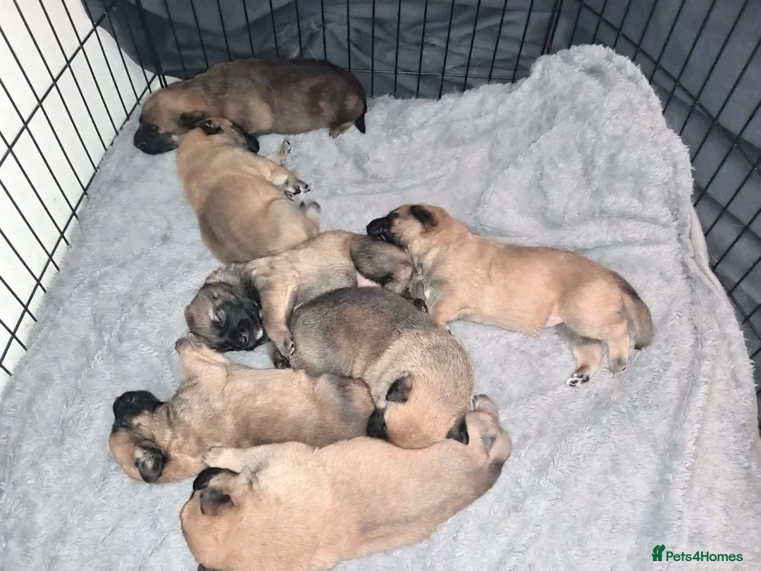 Belgian Shepherd Dog dogs for sale: Belgian Malinois Puppies Working Line Viewings - Advert 2