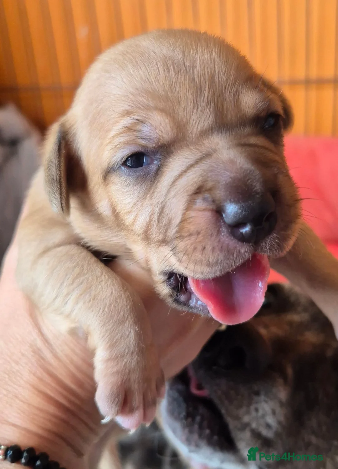 Staffordshire Bull Terrier dogs for sale: Staffordahire Terrier puppy in Wisbech - Advert 5
