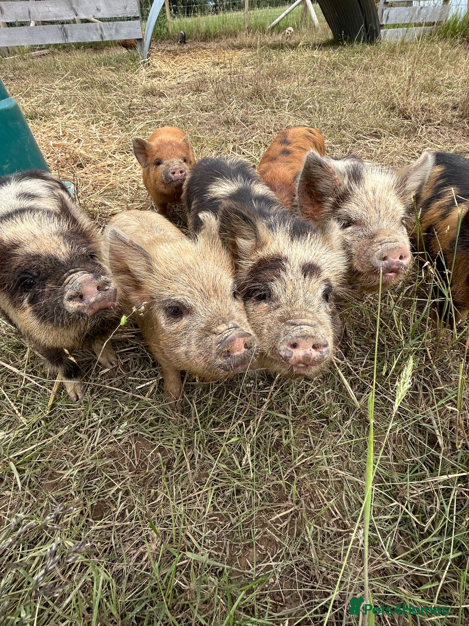 Pig livestock Beautiful Kune Kune Piglets! Small for great pets! - Advert 2