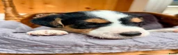 Jack Russell dogs for sale: Jack Russell  - Advert 8