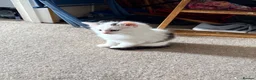 Mixed Breed cats for sale: Beautiful kittens  in Heanor - Advert 6