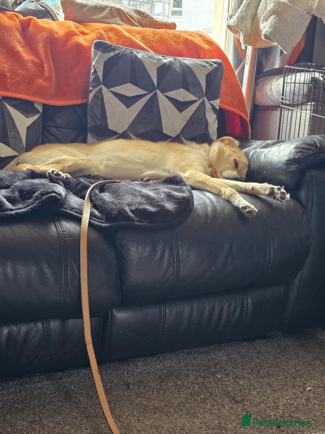 Mixed Breed dogs for adoption: 🍉Pipin🍉 for adoption, fostered in GLASGOW - Image 12