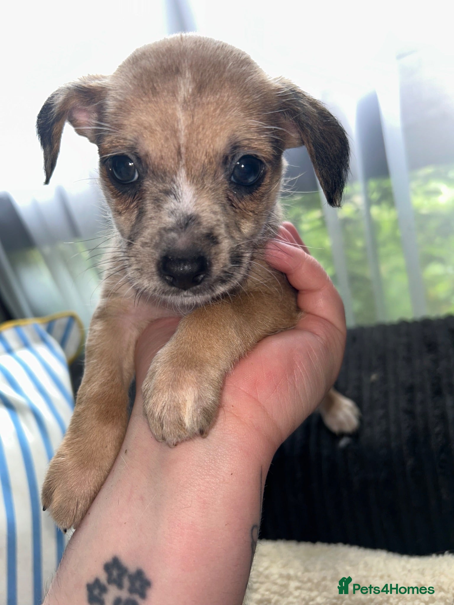 Mixed Breed dogs Puppies Looking for Forever Homes - Advert 4