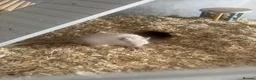 Gerbil rodents for sale: Two gerbils with cage  - Advert 5