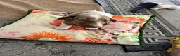 Miniature Dachshund dogs for sale: Mini Dachshund girl puppy  - Advert 3
