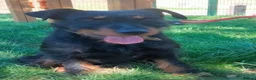 Jagdterrier dogs for adoption: Enzo  in Penryn - Advert 8