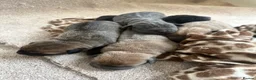 Mixed Breed dogs for sale: Stunning Boerboel x Ridgeback puppies  - Advert 18