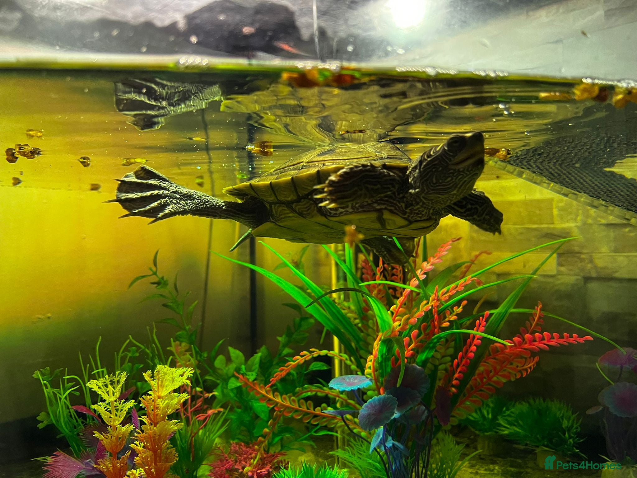 Turtle reptiles Mississipi Map Turtle - Advert 10