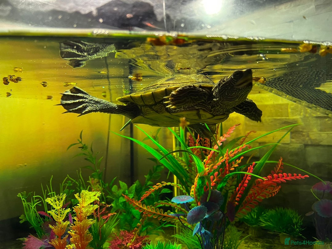 Turtle reptiles for sale: Mississipi Map Turtle - Advert 1