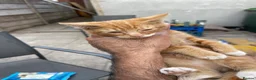 Mixed Breed cats for sale: KITTENS FOR SALE - Advert 25