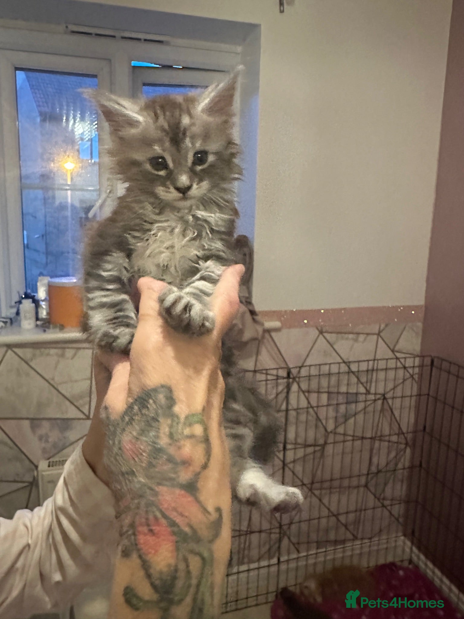 Maine Coon cats LuxuryMaine Coon kittens & can do payment plan - Advert 12