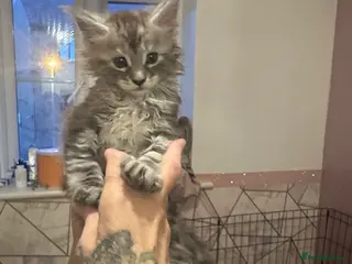 Maine Coon cats LuxuryMaine Coon kittens & can do payment plan - Advert 12