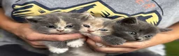 Persian cats for sale: Persian  - Advert 8